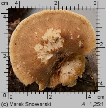 Lentinus arcularius (żagiew włosistobrzega)