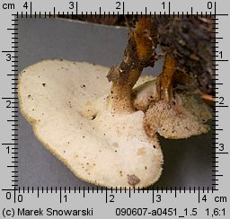 Lentinus substrictus (twardziak orzęsiony)