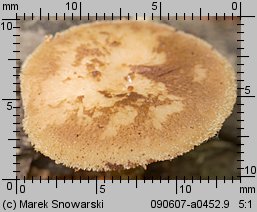 Lentinus substrictus (twardziak orzęsiony)