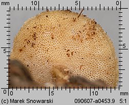 Lentinus substrictus (twardziak orzęsiony)