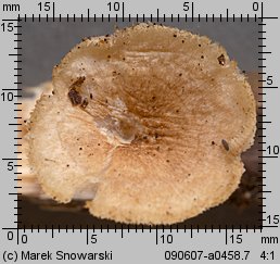 Lentinus arcularius (żagiew włosistobrzega)