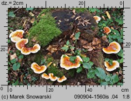 Ganoderma lucidum (lakownica żółtawa)