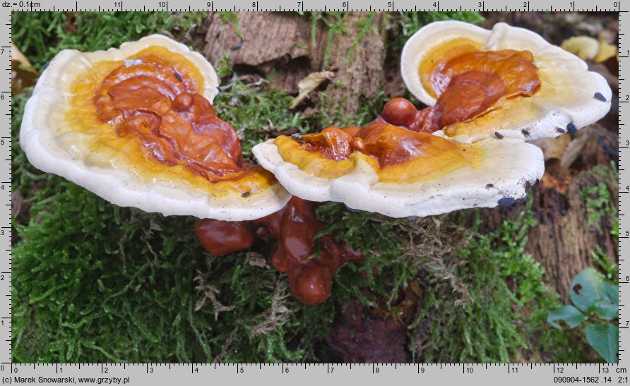 Ganoderma lucidum (lakownica żółtawa)