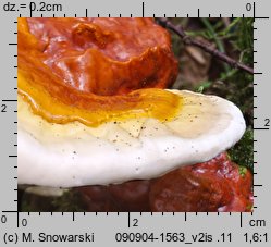 Ganoderma lucidum (lakownica żółtawa)