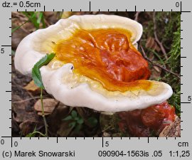 Ganoderma lucidum (lakownica żółtawa)