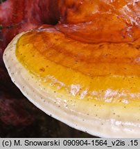 Ganoderma lucidum (lakownica żółtawa)