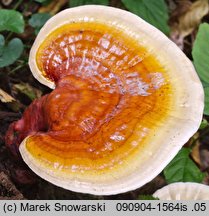 Ganoderma lucidum (lakownica żółtawa)