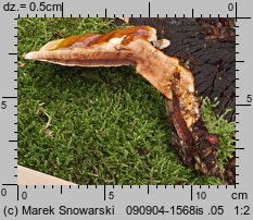 Ganoderma lucidum (lakownica żółtawa)