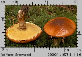 Suillus luteus (maślak zwyczajny)