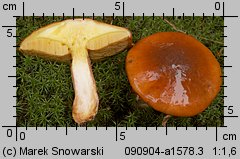 Suillus luteus (maślak zwyczajny)