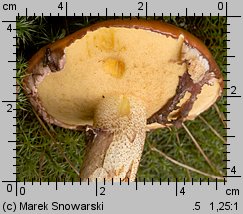 Suillus luteus (maślak zwyczajny)