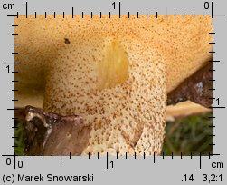 Suillus luteus (maślak zwyczajny)