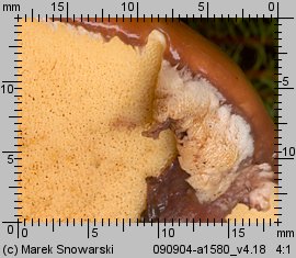 Suillus luteus (maślak zwyczajny)