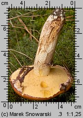 Suillus luteus (maślak zwyczajny)