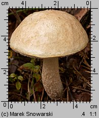 Leccinum holopus