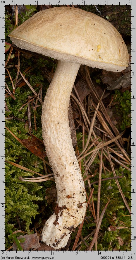 Leccinum holopus