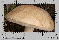 Leccinum holopus