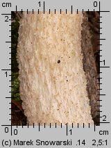 Leccinum holopus