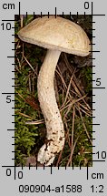 Leccinum holopus