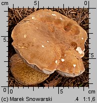 Tylopilus felleus (goryczak żółciowy)