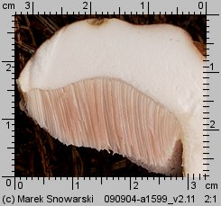 Tylopilus felleus (goryczak żółciowy)