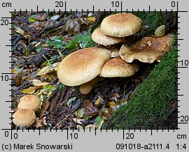 Pholiota squarrosa (łuskwiak nastroszony)