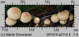 Pholiota squarrosa (łuskwiak nastroszony)