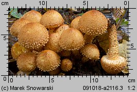 Pholiota squarrosa (łuskwiak nastroszony)