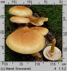 Pholiota squarrosa (łuskwiak nastroszony)