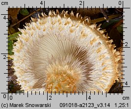 Pholiota squarrosa (łuskwiak nastroszony)