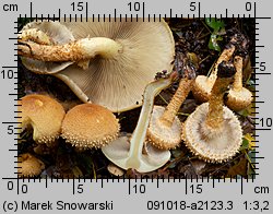 Pholiota squarrosa (łuskwiak nastroszony)