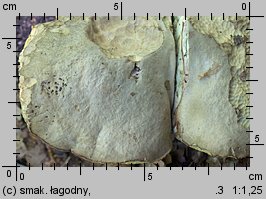 Butyriboletus fechtneri (masłoborowik blednący)