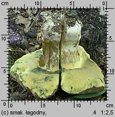 Butyriboletus fechtneri (masłoborowik blednący)