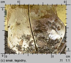 Butyriboletus fechtneri (masłoborowik blednący)