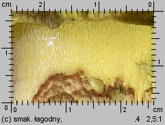 Butyriboletus fechtneri (masłoborowik blednący)