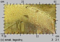 Butyriboletus fechtneri (masłoborowik blednący)