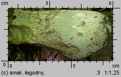 Butyriboletus fechtneri (masłoborowik blednący)