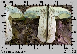 Butyriboletus fechtneri (masłoborowik blednący)