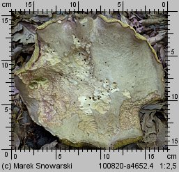 Butyriboletus fechtneri (masłoborowik blednący)