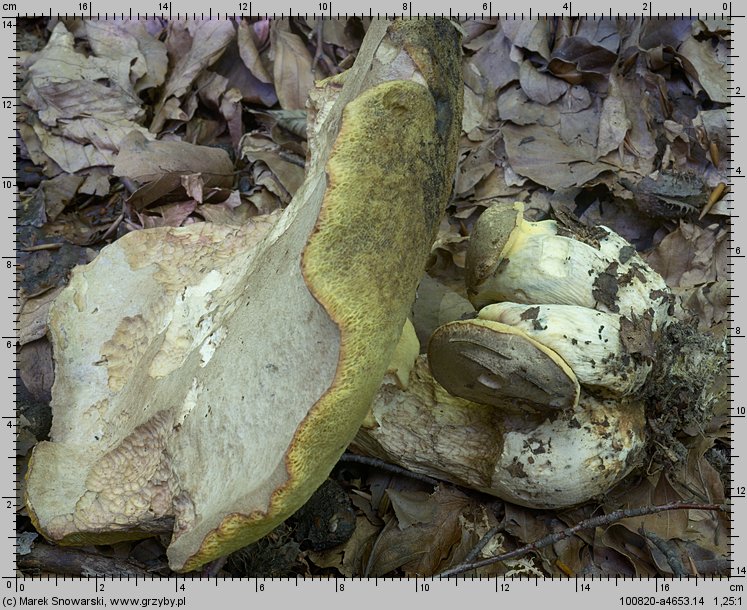 Butyriboletus fechtneri (masłoborowik blednący)