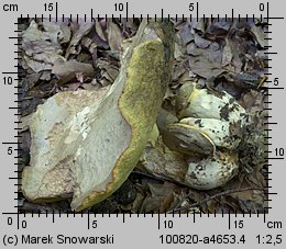 Butyriboletus fechtneri (masłoborowik blednący)