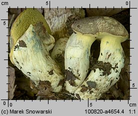 Butyriboletus fechtneri (masłoborowik blednący)