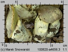 Butyriboletus fechtneri (masłoborowik blednący)