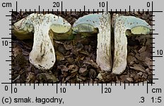 Butyriboletus fechtneri (masłoborowik blednący)