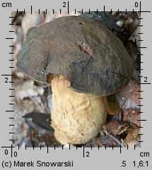 Phylloporus pelletieri (poroblaszek żółtoczerwony)