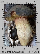 Phylloporus pelletieri (poroblaszek żółtoczerwony)