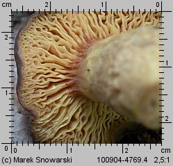 Phylloporus pelletieri (poroblaszek żółtoczerwony)