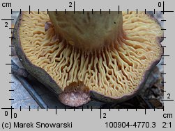 Phylloporus pelletieri (poroblaszek żółtoczerwony)