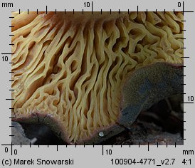 Phylloporus pelletieri (poroblaszek żółtoczerwony)