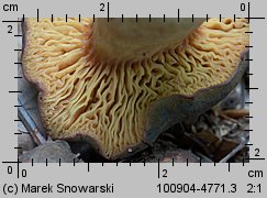 Phylloporus pelletieri (poroblaszek żółtoczerwony)